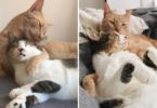 Two Rescued Kitties Are Inseparable And Can`t Stop Hugging Each Other!