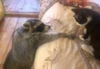 Friendly Raccoon Tries To Make Friends With Home Cat