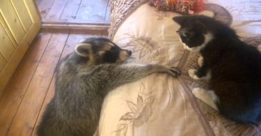 Friendly Raccoon Tries To Make Friends With Home Cat