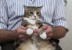 Vet Shows How To Properly Trim A Cat`s Nails Without Stressing Them