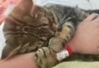 Woman Found Abandoned Poor Kitten At The Gas Station Lying In Chemicals, And Turns Out To Be a Miracle!