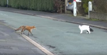 Fox Approaches Family Cat, And While Every Thought They Will Start To Fight…Fox Approaches Family Cat, And While Every Thought They Will Start To Fight…