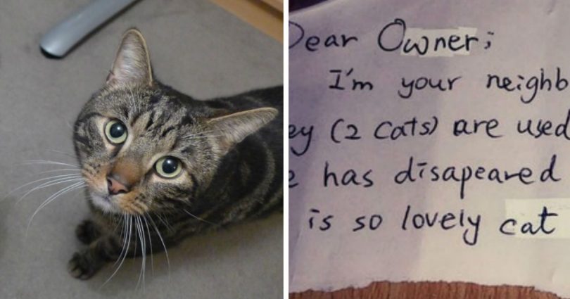 Heartbroken After One Of His Cats Passed Away, This Man A Week Later Found A Mysterious Note On His Other Cat’s Collar!