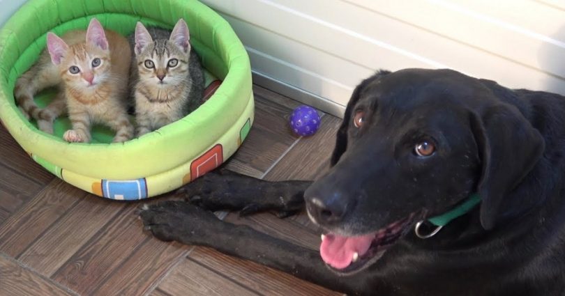 Little Kittens Found Abandoned On The Roadside Have A Special Foster Dog Daddy