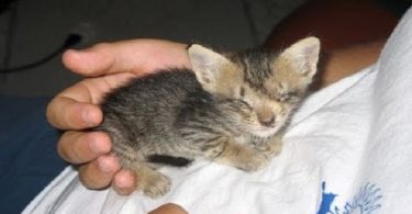 Man Saved Blind Kitten, Few Months Later The Transformation Is Amazing