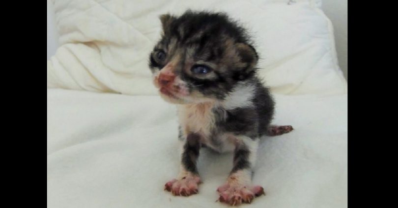 Smallest Orphaned Kitten Begging For Help In A Field, But Few Weeks Later… 1