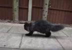 This Kitty Looks Normal, But When You See Him Walking You Will See…