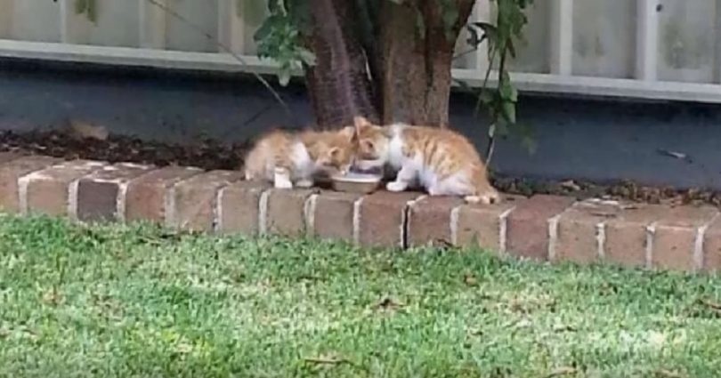 Woman Noticed Blind Twin Kittens In Her Yard Guiding Each Other