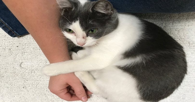Worker Found This Frightened Cat At A Construction Site And Then Everything Changed 1