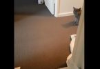 Cat Feels Guilty For Toilet Paper Mess And Saying Sorry