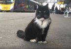 Cat Found Shelter In A Local Train Station And 4 Years Later She Got The Cutest Promotion