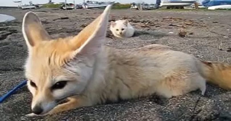 Friendly Curious Kitten Sneaking Up On Fennec Fox