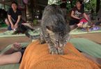 Rescue Cat Gives Massage To Human