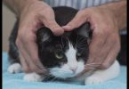 Vet Advice How To Pick Up Your Cat Like a Pro