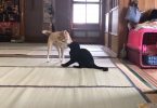 Dog Calms Down The Crazy Cat With A Kiss