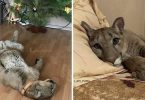 Cute Puma Is Living As A Real Spoiled House Cat!