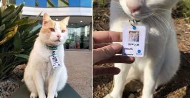 Cat Visiting A Hospital For A Long Time, Gets A Job As Security