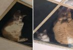 Shop Owner Installed Glass Roof For His Cats To Watch Him All the Time